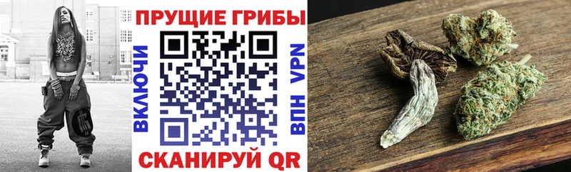 Псилоцибиновые грибы GOLDEN TEACHER  наркотики  Гремячинск 